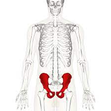 The hip's unique anatomy enables it to be both extremely strong and amazingly flexible, so it can bear weight and allow for a wide range of movement. Hip Bone Wikipedia
