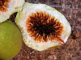 Image result for Ficus sansibarica