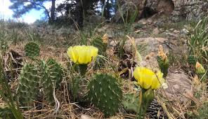 Prickly pear cactus (opuntia species) has value as a landscaping plant and livestock feed supplement. Forget The Roses Stop And Smell The Prickly Pear