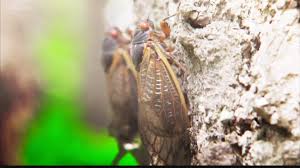 The great cicada hatching of 2021, is drawing closer as soil temperatures in some parts of america move closer to 64f (18c). Brood X Cicadas 2021 What To Expect In St Louis Missouri Ksdk Com