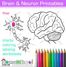 Now there's a great source for printable coloring books. Brain Coloring Page Neuron Coloring Page
