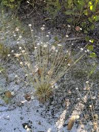 Image result for Syngonanthus angolensis