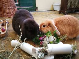 It doesn't work for everything. What To Feed Your Rabbits Wood Green The Animals Charity