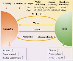 Image result for Cassytha pondoensis