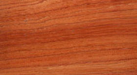 Image result for Berlinia