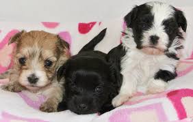 These fluffy, loving, & loyal shih tzu puppies are a good fit for families, gets along with other pets, and are affectionate. Shih Tzu Hybrid Dogs