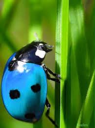 Black And Red Dot Ladybug Pin By Terry Hess On Cool Looking Insects Animals Beautiful Bugs Ladybug