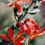 Image result for Kalaharia uncinata