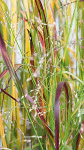 Shop our online perennial catalog today. Panicum Virgatum Prairie Fire Ziergraser Elegrass