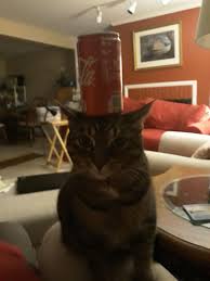 My life would be so much better!' that's what i see every day. Bored At Home Tried Balancing An Empty Can On My Sister S Cat S Head Aww