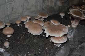 La Cave Vivante Du Champignon Au Puy Notre Dame 49 Visite Horaires D Ouverture Et Tarifs Champignon Puy Le Puy