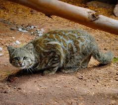 Check out our andean mountain cat selection for the very best in unique or custom, handmade pieces from our shops. The Very Rare Andean Mountain Cat Cats