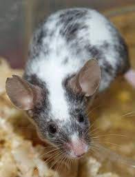 W Midlands Trio Of Variegated Fancy Mice - Reptile Forums Pet Mice Fancy Mouse Cute Rats