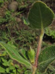 Image result for Ruellia cordata
