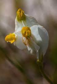 Image result for Burmannia madagascariensis