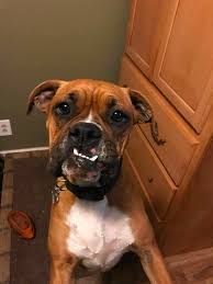 Share the best gifs now >>>. Press Democrat Readers Share Photos Of Their Ugly Dogs
