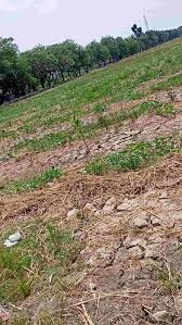 Area Persawahan Satu-Satunya di Jakarta Ini Kering dan Retak-Retak, Petani  Menjerit Tak Ada Bantuan