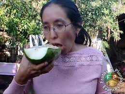 Ya hace muchos años cuando tuvimos el primer encuentro con la exótica fruta  de 𝑃𝑎𝑠𝑠𝑖𝑓𝑙𝑜𝑟𝑎 𝑞𝑢𝑎𝑑𝑟𝑎𝑛𝑔𝑢𝑙𝑎𝑟𝑖𝑠, mismo que ha quedado  registrado en este video: https://youtu.be/HRAOIRfUKkE Esta impresionante  pasiflora gigante también ...