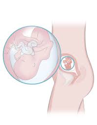 Si quieres conocer más detalles y toda la información sobre la semana 22 de embarazo no dejes de leer los siguientes artículos Semana 18 De Embarazo Inatal El Embarazo Semana A Semana