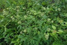 Image result for Sanicula