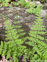 Image result for Cystopteris