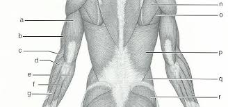 Muscles coloring page teach kids about major muscles like biceps and quadriceps, where they are located, and actions they are used for with the labeled diagram on this muscles worksheet. Exercise 15 Gross Anatomy Of The Muscular System Flashcards Easy Notecards
