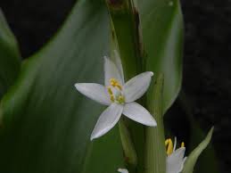Image result for Chlorophytum macrosporum