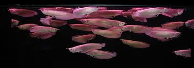 arowana