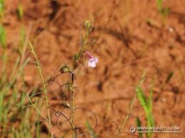 Image result for Sopubia lanata