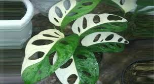 Maybe you would like to learn more about one of these? Tanaman Kaladi Janda Bolong Ternyata Bermanfaat Untuk Kesehatan Bebas Baru