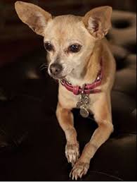 The applehead chihuahua's coat color will vary. A Guide To The Apple Head Chihuahua Pethelpful