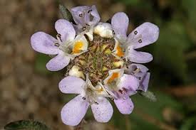 Image result for Melanospermum