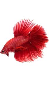 Hd Wallpapers Wallpapers Download High Resolution Wallpapers Hd Wallpapers Wallpapers Download High Resolution Wallpapers Consists Of Nature Wallpapers Betta Fish Betta Fish Types Betta