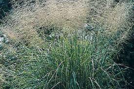 Image result for Sporobolus panicoides