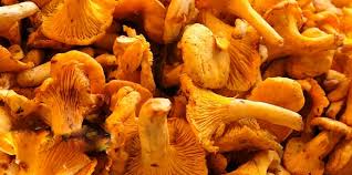 I finferli sono dei funghi lunghi e sottili, dall'inconfondibile sapore. Finferli Cosa Sono Come Riconoscerli E Come Cucinarli Idee Green