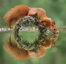 Beautiful Wildlife Thirsty Squirrel By C Julian Rad Pet Birds Wildlife Photography Cute Squirrel