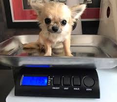 Er ist sehr lieb und hört aufs wort, ist stubenrein und pflegeleicht. Hunde Rassehunde Chihuahua Tieranzeigen Seite 3