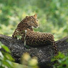 Photo By Shaazjung As A Tracker And Photographer Who Specialises In Documenting Leopards In Dense Forests The Jo Majestic Animals Animals Animals Beautiful