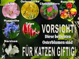 Leider ist es nicht besonders leicht abzuschätzen, welche pflanzen überhaupt giftig sind für katzen. Achtung Diese Beliebten Fruhlingspflanzen Sind Fur Katzen Giftig Haustiger