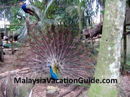 Check spelling or type a new query. Zoo Negara Or National Zoo In Kuala Lumpur Malaysia