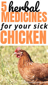 5 Herbal Medicines For Chicken Illnesses Natural Remedies For Poultry Chicken Illness Raising Backyard Chickens Chickens Backyard
