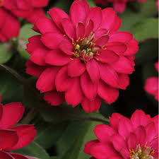 It produces large bounties of fragrant flowers in red, orange, and other shades of color and. Get The Look English Cottage Garden Zone 3 7