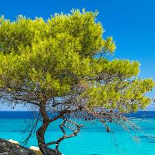 Check spelling or type a new query. Hmerhsies Ekdromes Sth Xalkidikh Prima Holidays