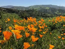 Find local businesses, view maps and get driving directions in google maps. Hiking Trails Near Santiago Oaks Regional Park