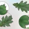 See more ideas about markers, oak leaf, craftsman tile. 1