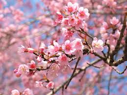 We did not find results for: How To Grow A Flowering Cherry Tree Lovethegarden
