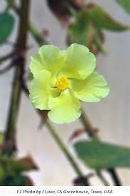 Image result for Gossypioides kirkii