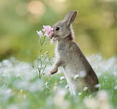 Wildlife Photographer Captures Nature S Magical Little Moments In 2020 Animal Photography Animals Comedy Wildlife Photography