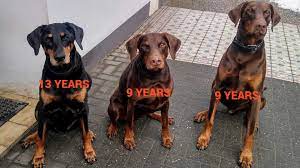Our goal is to produce healthy and strong pups with sound temperaments suitable for pet homes, sport or show. Importing A Dog How To Find A Breeder In Europe