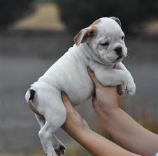 French bulldog puppies oregon live. We Have Six Beautiful Purebred And Papered English Bulldog Puppies Ready For Forever Home Males Are 1600an English Bulldog Puppies English Bulldog Happy Dogs
